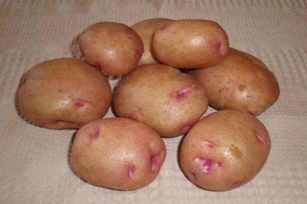 خبير يحذر: أضرار خطيرة في البطاطس ذات النقاط الوردية والبقع الخضراء