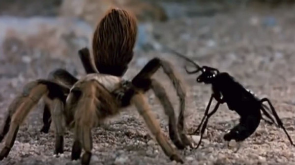 شاهد: دبور "يعاقب" عنكبوتا بطريقة عجيبة