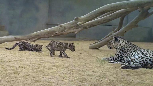 شاهد: ولادة صغيرين جديدين من النمور العربية