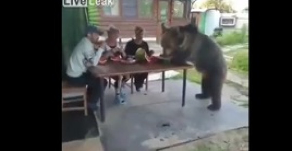 لقطات صادمة لدب عملاق يأكل البطيخ مع عائلة
