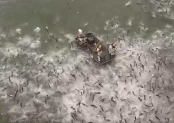شاهد: مئات الأسماك تتطاير فوق بحيرة بعد صعقة كهربائية