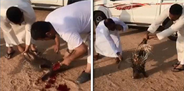 شاهد: شباب بالسعودية يتفاخرون باصطياد حيوان النيص وذبحه