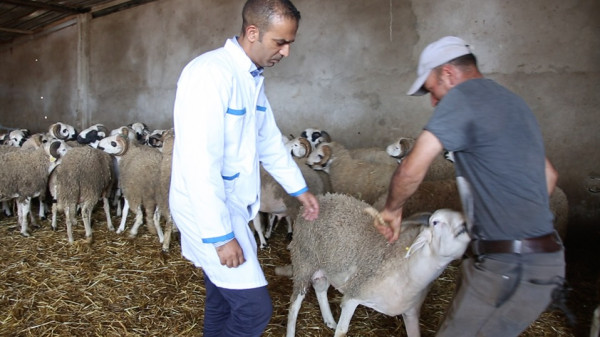 فيديو: هكذا تتم مراقبة أعلاف وقطيع أضاحي عيد الأضحى