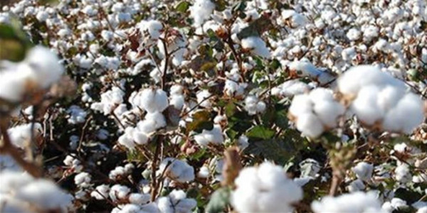 بدء تطبيق المنظومة الجديدة لتداول القطن 17 أغسطس