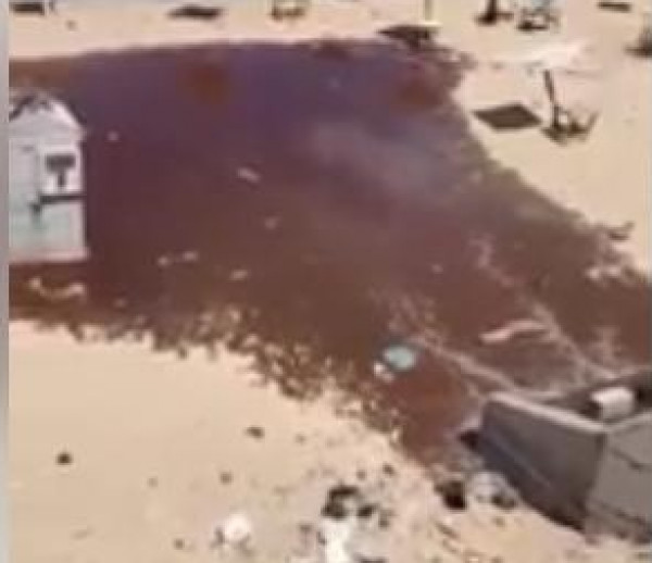 فيديو: مشاهد صادمة لدماء وأحشاء الأضاحي على شاطئ بحر غزة