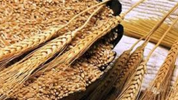 منظمة تطالب مصر بوقف استيراد القمح من روسيا بعد كارثة الانفجار النووى