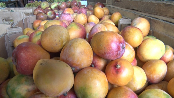 بالفيديو: تعرّف على أسعار الخضراوات والفواكه واللحوم والدواجن في أسواق غزة اليوم