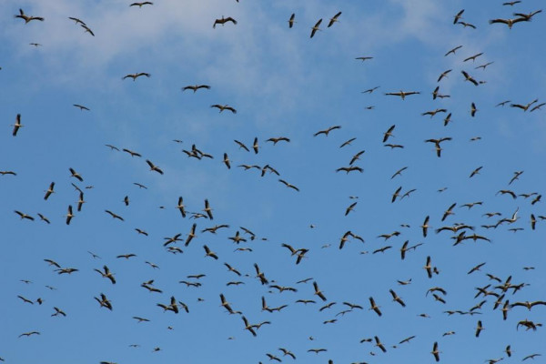 "التعليم البيئي" يُصدر نشرة خاصة بالهجرة الخريفية للطيور