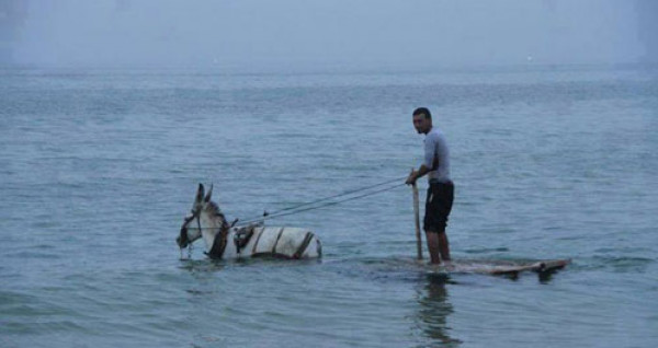 قرار "مهم" من بلدية خانيونس بشأن إدخال الحيوانات إلى مياه البحر