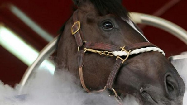 دبي تستخدم تكنولوجيا التبريد لعلاج الخيول لأول مرة في العالم