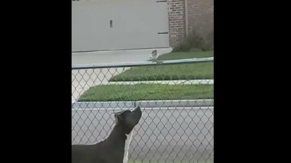 شاهد: كلب "يخادع" عصفورا ويلتهمه في لقطة لافتة