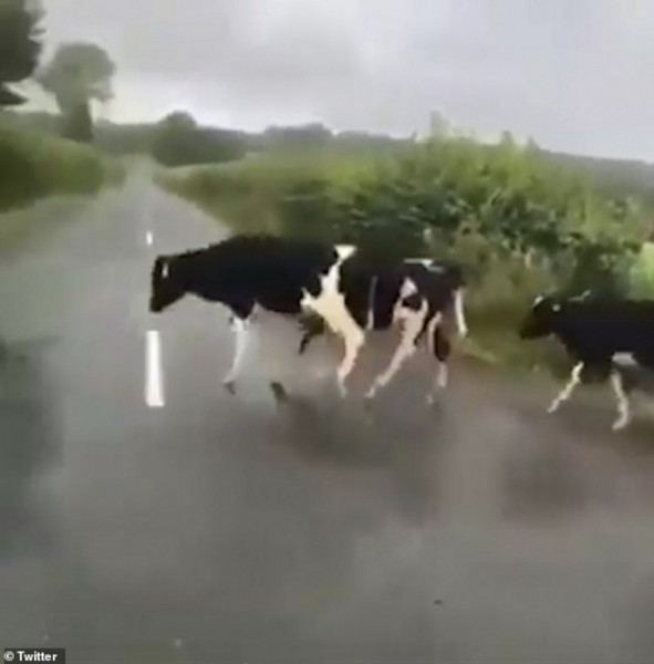 مشهد لن تنساه.. شاهد أغرب ما فعلته الأبقار وهي تعبر الطريق