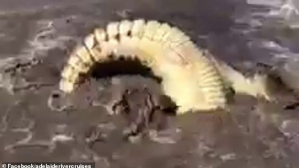 شاهد: صراع مميت بين أضخم وأشرس تمساحين في أستراليا