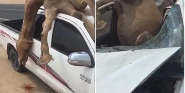 جمل يحطم سيارة في حادث بالسعودية ويستقر على المقعد المجاور للسائق