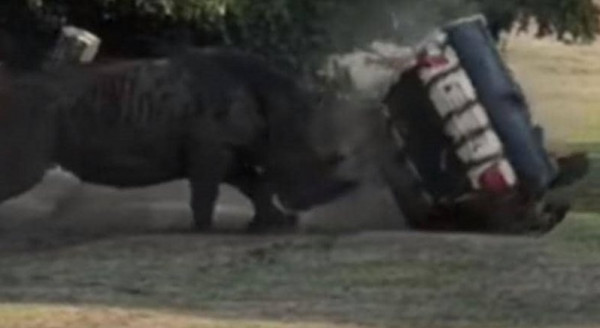 لحظات مرعبة.. شاهد كيف تلاعب وحيد قرن بسيارة تقودها امرأة