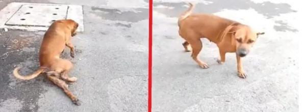 شاهد: كلب يبدع بالتمثيل لجذب انتباه المارة