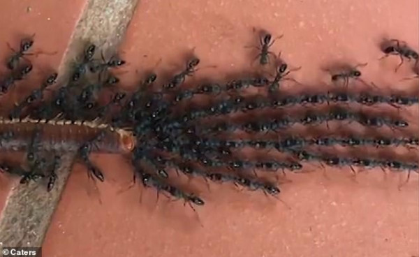 نمل يحمل حشرة مئات أضعاف وزنه