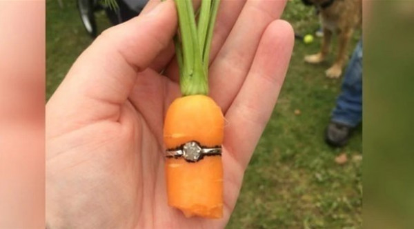 يتقدم للزواج من حبيبته بزراعة جزرة في الخاتم