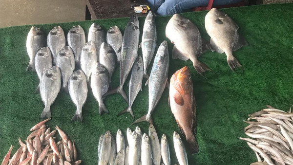 بالفيديو: تعرّف على أنواع الأسماك وأسعارها بأسواق غزة