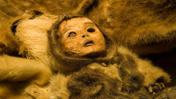 عرض جثة طفل سليمة تماماً رغم وفاته منذ 500 عام