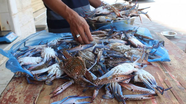 شاهد: "دنيا الوطن" ترصد صيد "السلاطعين" من بحر غزة وطريقة تناولها