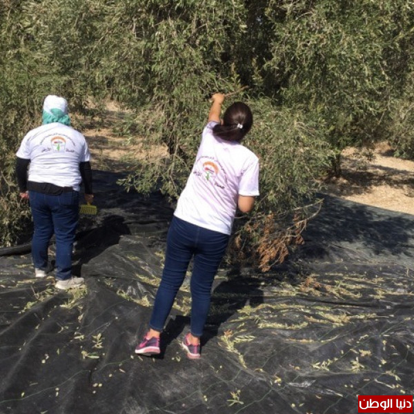 المكتب الوطني للدفاع عن الأرض ينظم يوماً تطوعياً لقطف "الزيتون" في سبسطية