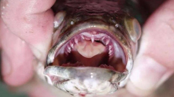 "إذا رأيت هذه السمكة اقتلها فوراً".. رعب في جورجيا بسبب "رأس الأفعى القاتلة"