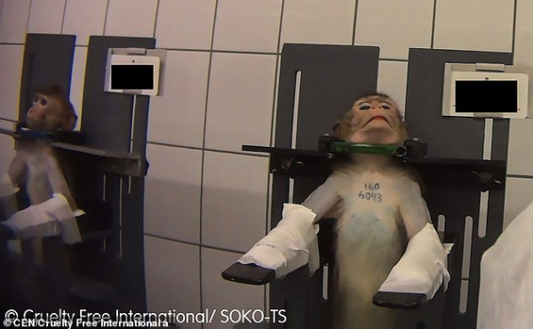 فيديو صادم لتعذيب قرود وكلاب داخل مختبر للسموم.. تفاصيل مروعة