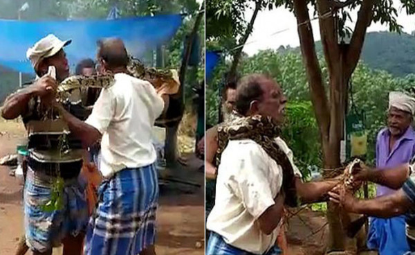 فيديو مُروع لثعبان طوله 10 أمتار يلتف حول عنق هندي ليخنقه