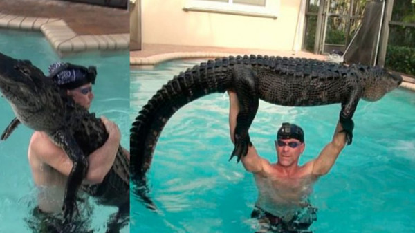 شاهد: صياد يلهو مع تمساح ضخم داخل حوض سباحة