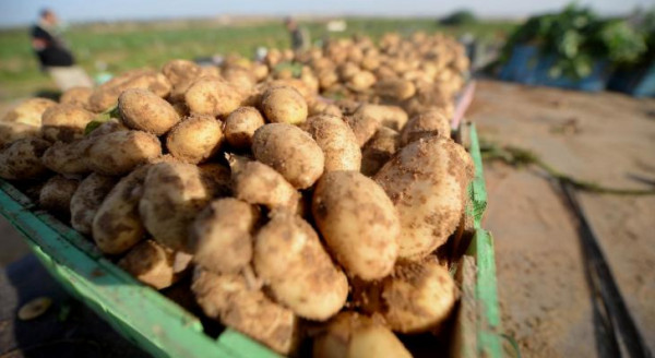 لماذا تمنع إسرائيل تصدير البطاطا من قطاع غزة؟