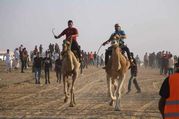 صور: اختتام سباق الهجن الأول من نوعه على مستوى فلسطين
