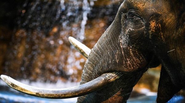 نفوق 50 فيلا جوعا وعطشا في محمية وطنية بزيمبابوي