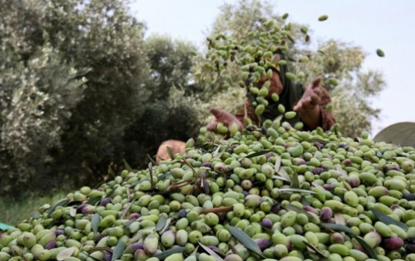 شاهد: "دنيا الوطن" ترصد أنواع وأسعار الزيتون بغزة