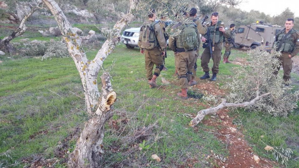مستوطنون يحطمون أشجار زيتون شمال غرب رام الله مستوطنون يحطمون أشجار زيتون شمال غرب رام الله