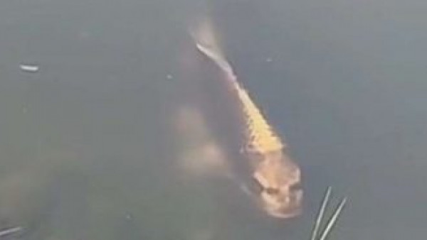 سمكة بوجه إنسان تثير الرعب في الصين