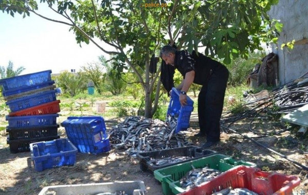 غزة: ضبط كميات كبيرة من الدجاج والسمك الفاسد في الوسطي