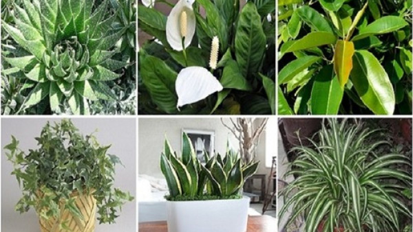 النباتات الأكثر فائدة والأخطر في المنزل.. منها ما يجلب المال