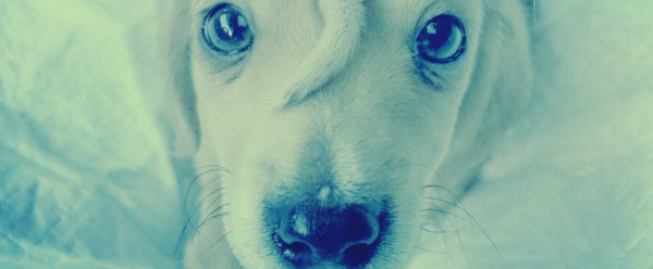 حالة نادرة: كلب يتزين بذيل في وجهه