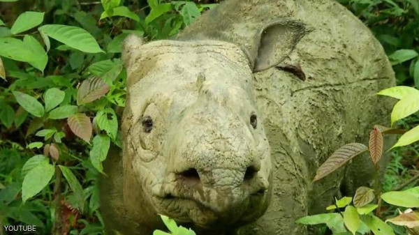 "إيمان" نفقت.. فانقرض وحيد قرن سومطرة