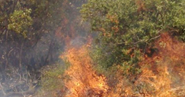 مستوطنون يضرمون النار بأشجار زيتون في سبسطية شمال غرب نابلس