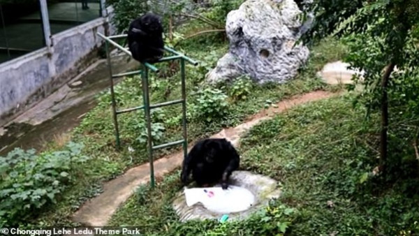 شاهد: شمبانزي يغسل ملابسه داخل محمية طبيعية