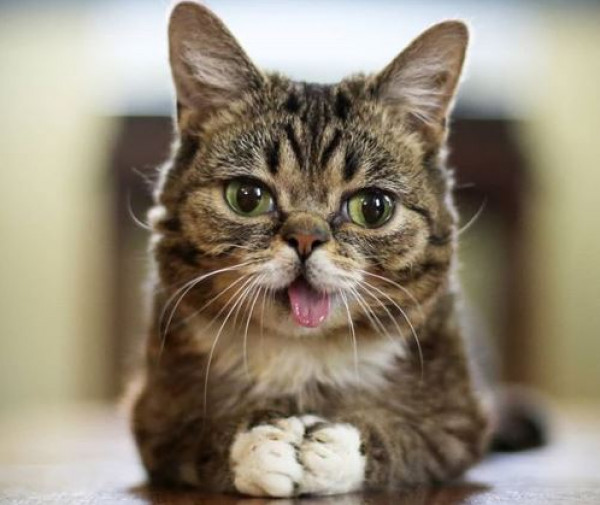 وفاة أشهر قطة كوميكس على السوشيال ميديا