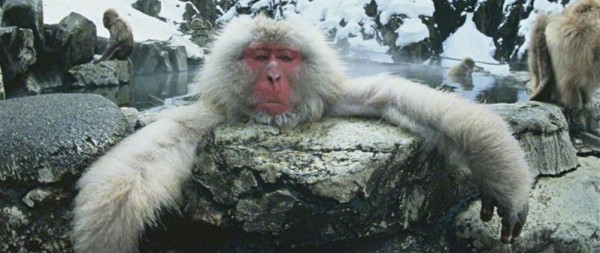 شاهد: رد فعل السياح عند مشاهدة "ينابيع القرود الساخنة" باليابان