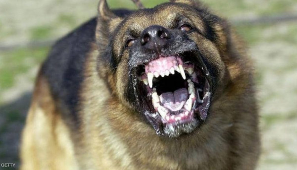 "الكلاب الشياطين" تأكل رجلاً حياً في إسبانيا