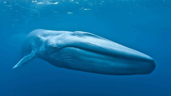 ماعلاقة أصوات الحيتان بقرب الساعة؟