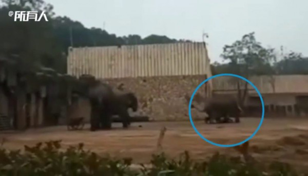 فيديو صادم لفيل غاضب يهاجم مدربه ويدهسه حتى الموت