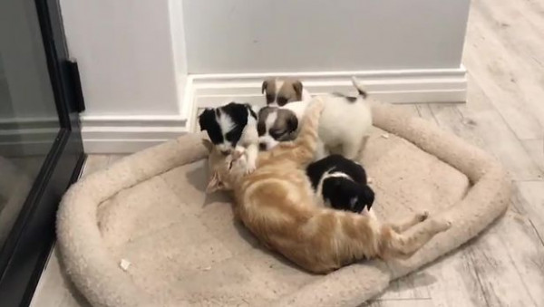 قطة ترعى ستة كلاب بعد وفاة أمهم