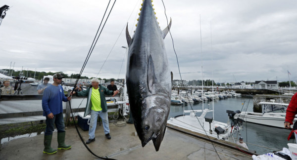 بيع سمكة تونة بسعر 1.8 مليون دولار  9999018628