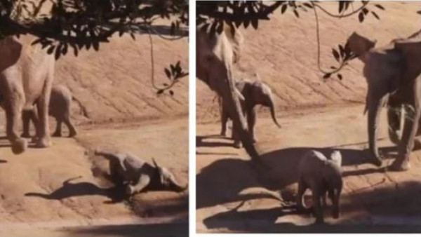 أنثى فيل ترفس صديق ابنها في حركة خبيثة قبل أن تراه أمه